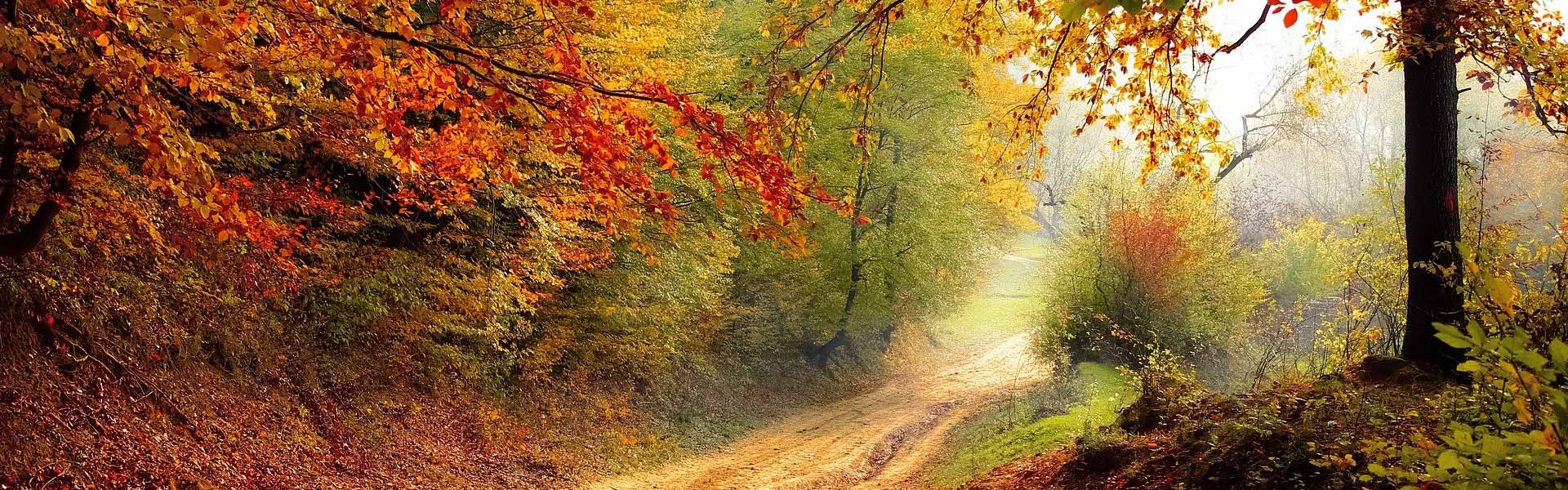 Acquisto scarti verdi e cippato forestale